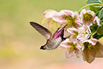 dottie dillard photography