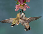 dottie dillard photography